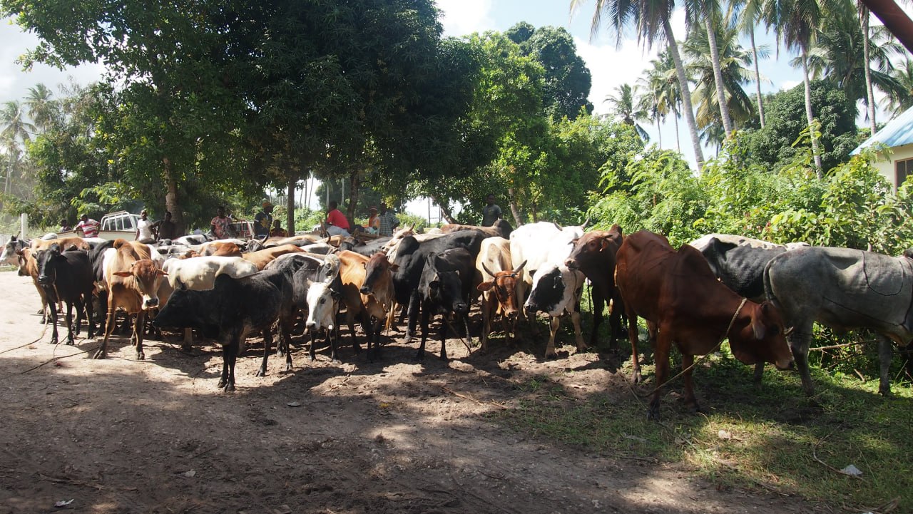Gambar Lembu