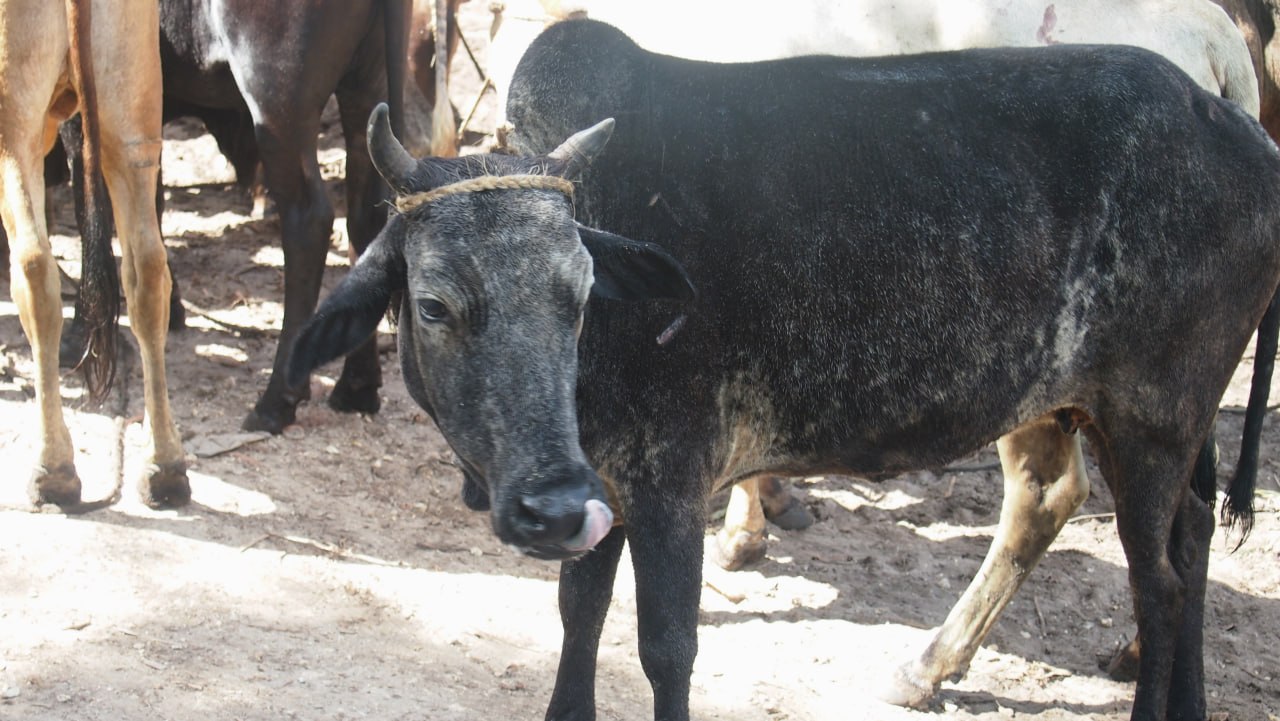 Gambar Lembu