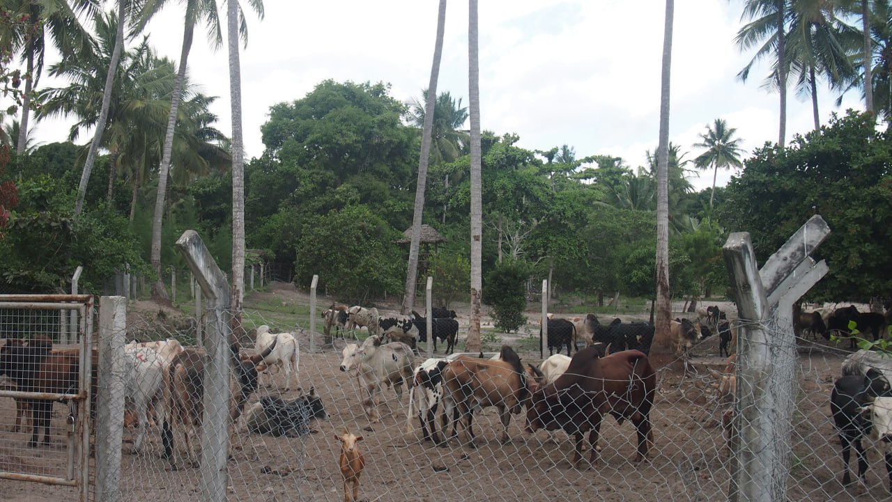 Gambar Lembu