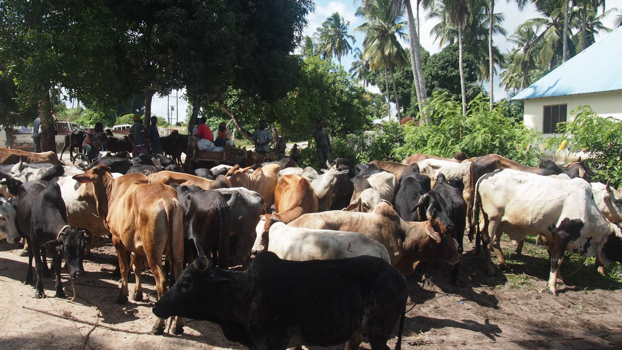 Gambar Lembu