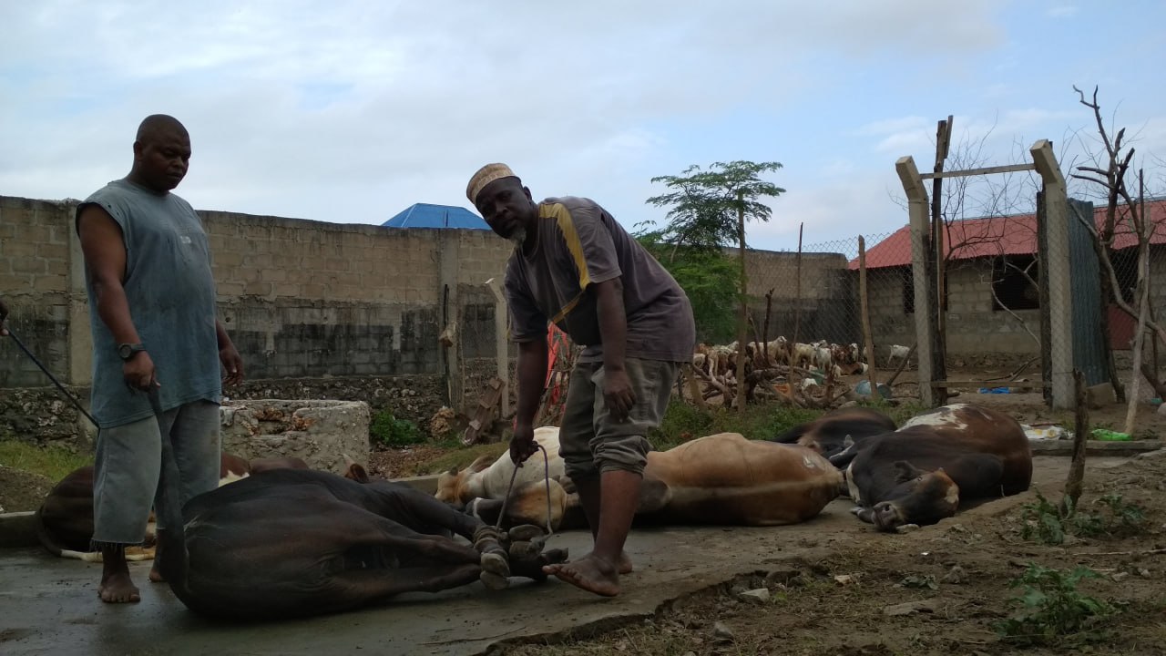 Penyembelihan Lembu