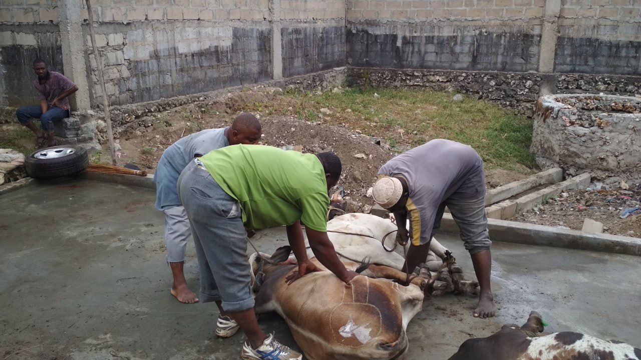 Penyembelihan Lembu